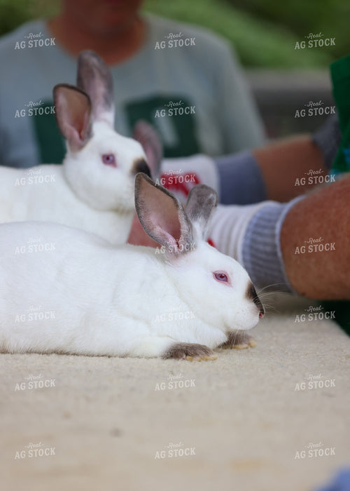 Showing Rabbits 160225