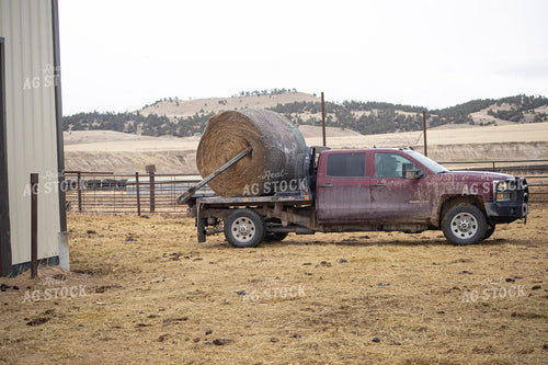 Feeding Cattle with Baler Truck 117259
