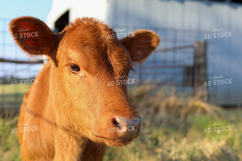 Calf 203021