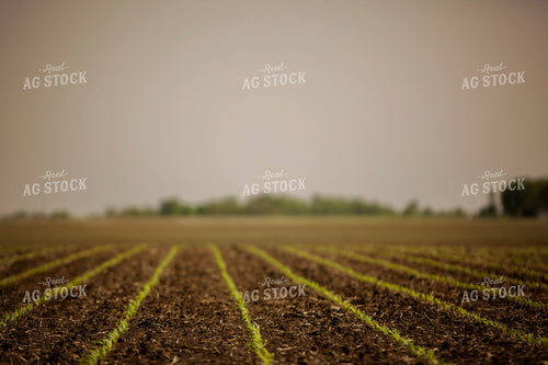 Early Growth Corn 5549