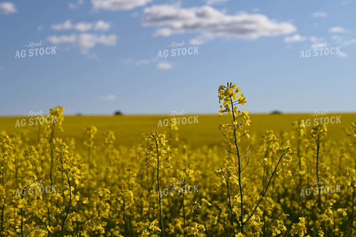 Flowering Canola 253000