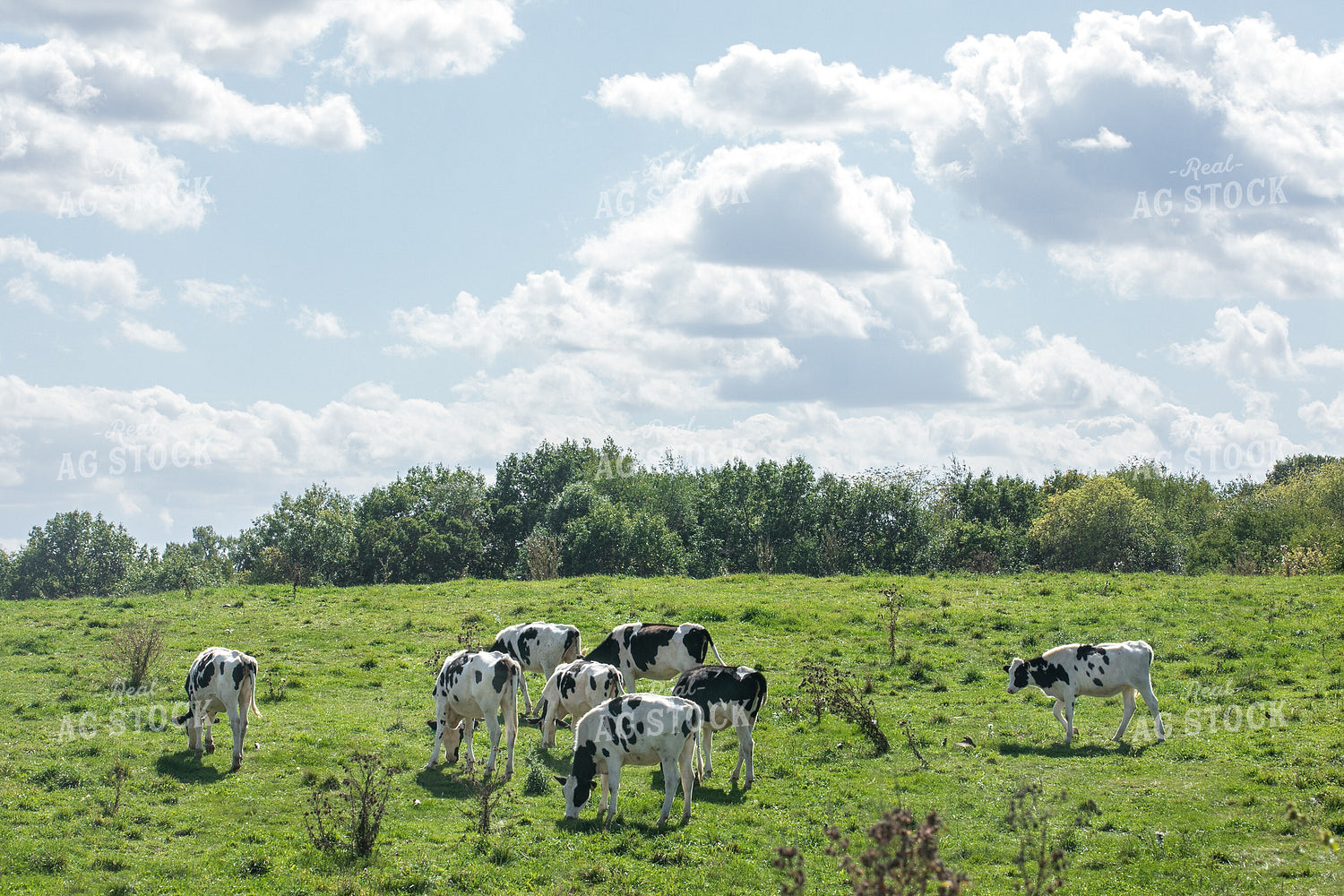 Holstein Cows on Pasture 145035