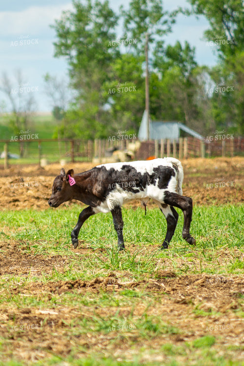 Angus Calf 155511