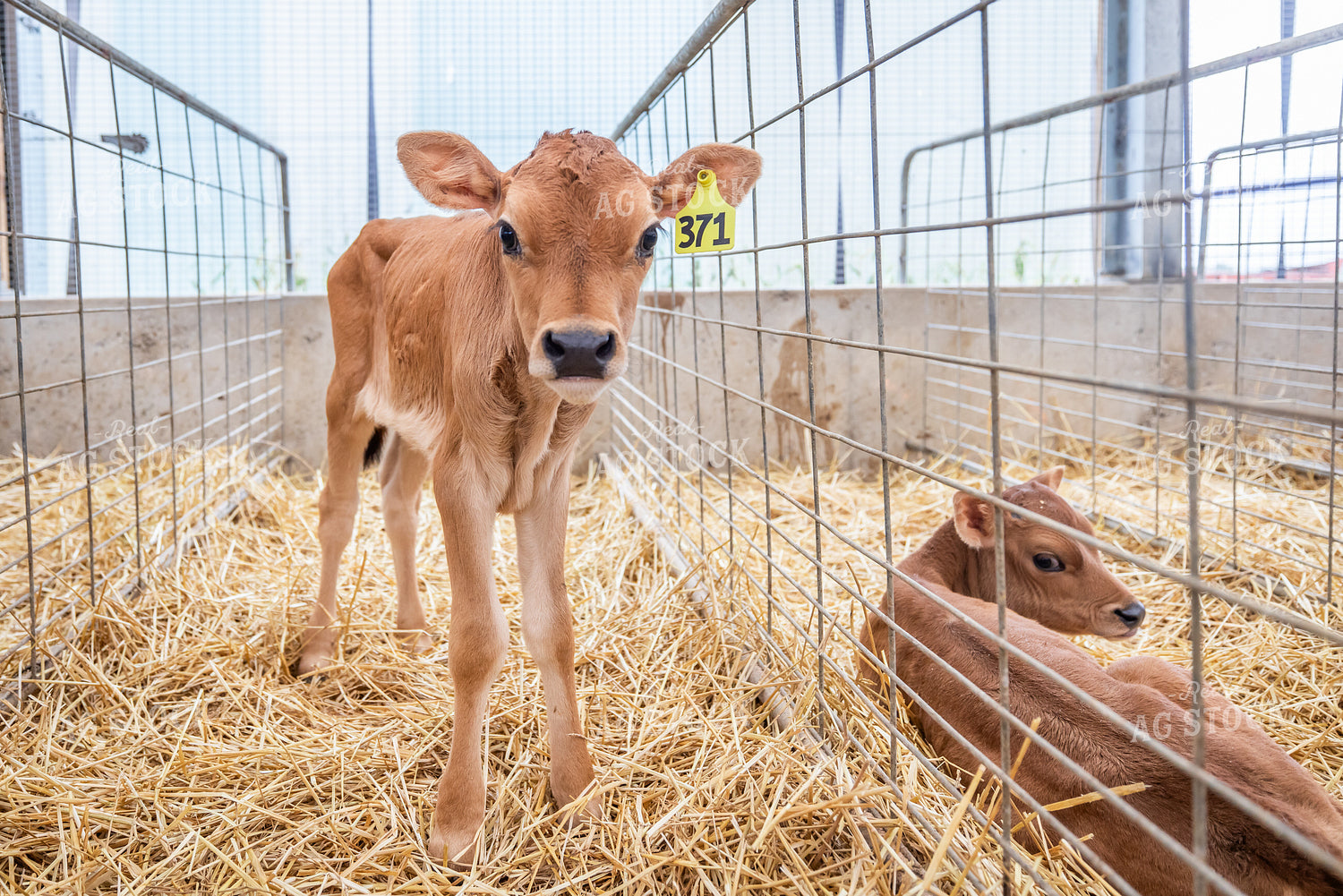 Jersey Calves 270471
