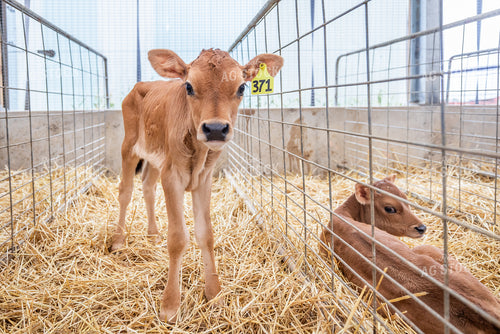 Jersey Calves 270471