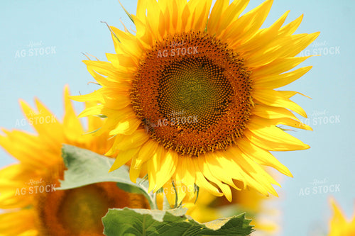 Bee on Sunflower 182016