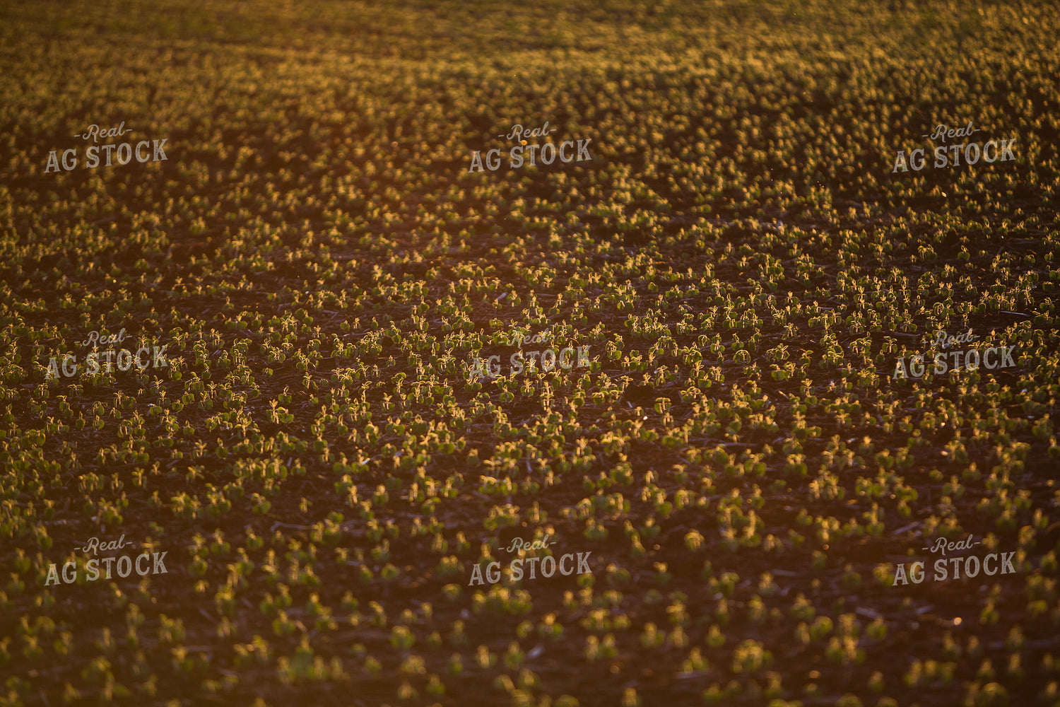 Early Growth Soybeans 7247