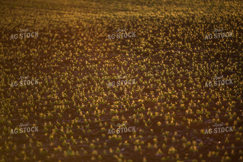 Early Growth Soybeans 7247