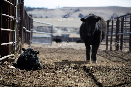 Angus Cow Calf Pair 117265