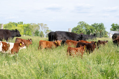 Cows and Calves in Grassy Pasture 50086