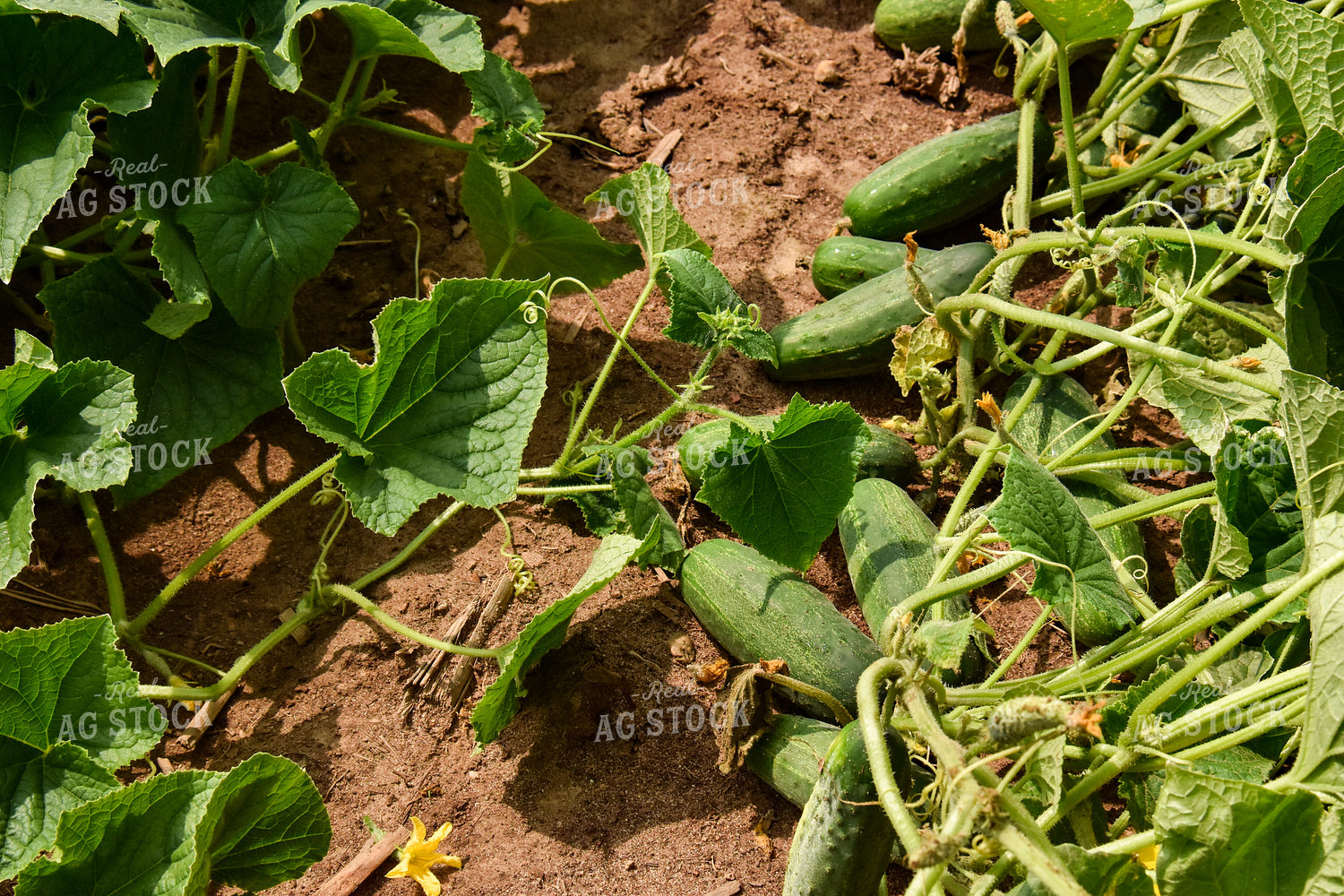 Cucumbers 84154