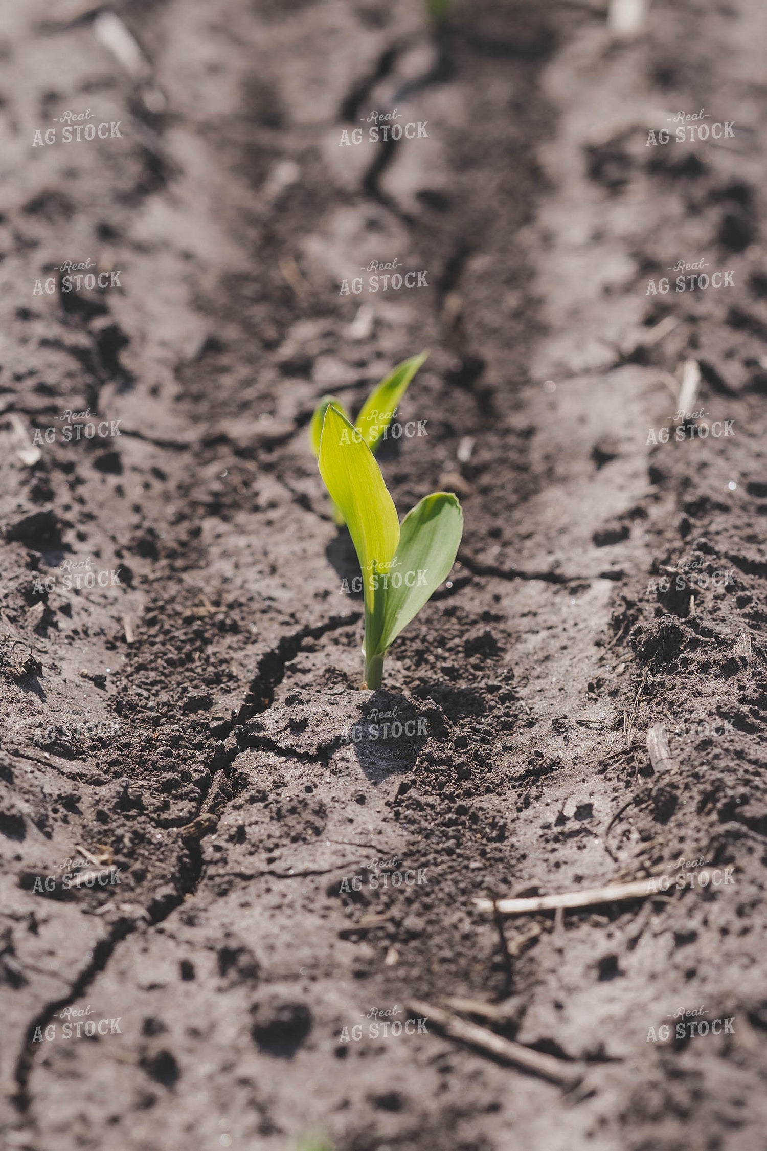 Sprouting Corn Plant 91025