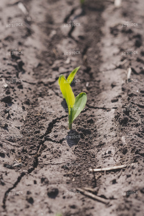 Sprouting Corn Plant 91025