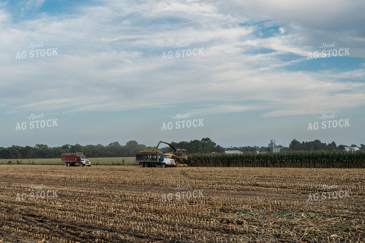 Silage Harvest 196377