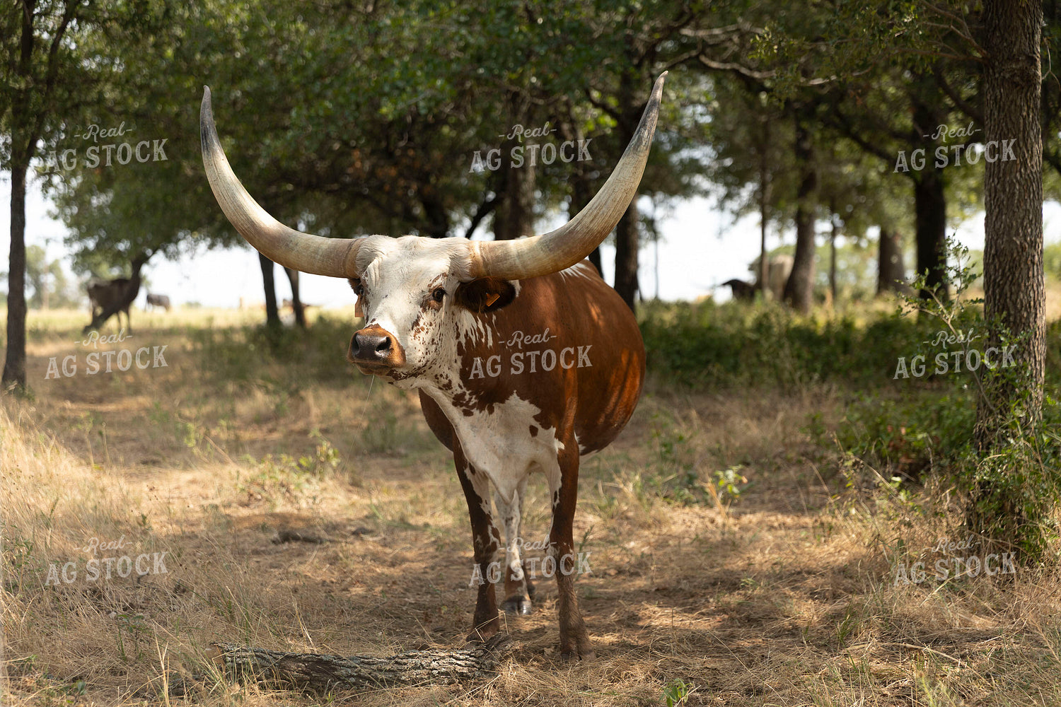 Longhorn Cattle on Pasture 205091