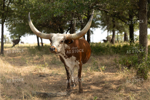 Longhorn Cattle on Pasture 205091