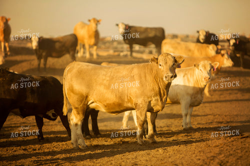 Feedyard Cattle at Sunrise 3837
