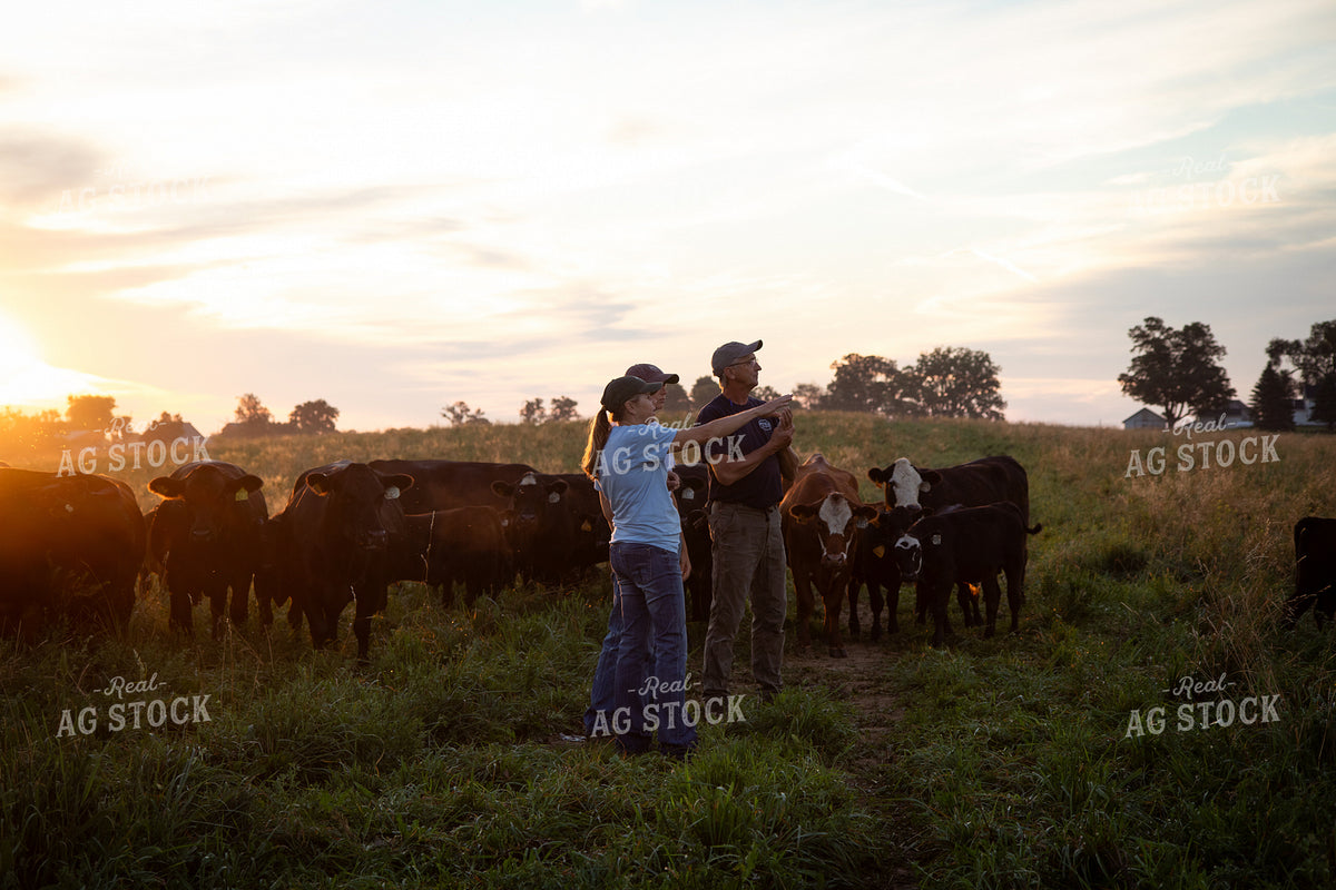 Cattle Producers Checking Herd 268375