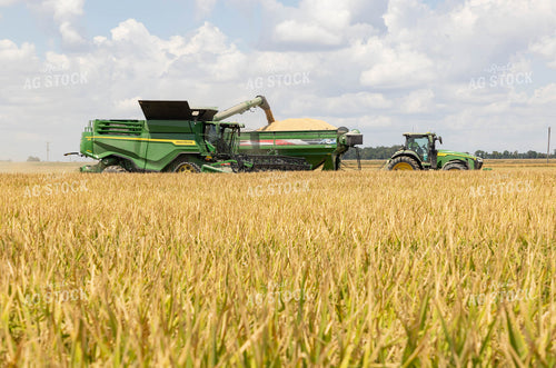 Rice Harvest 79401