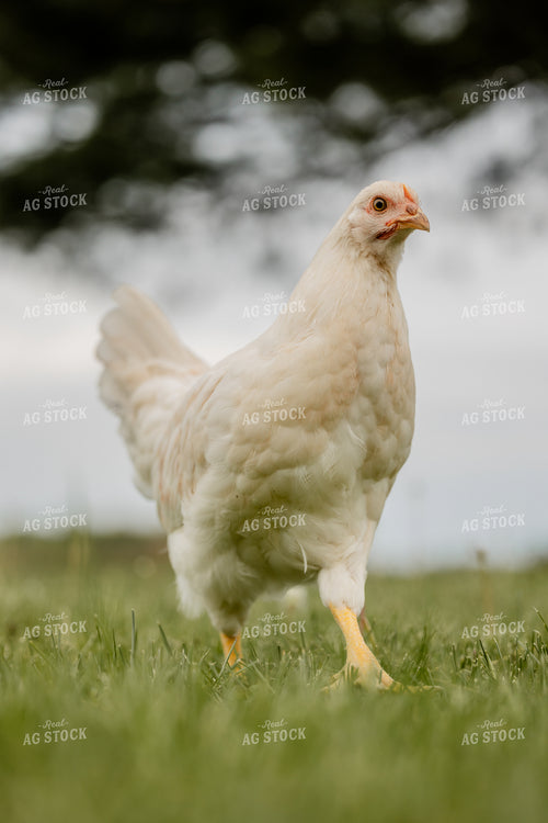 Pullet Laying Chicken 104089