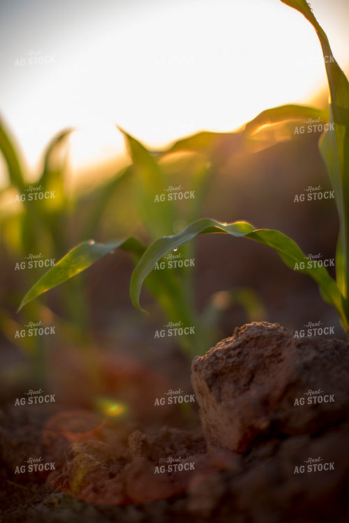 Corn - Early Growth 1086