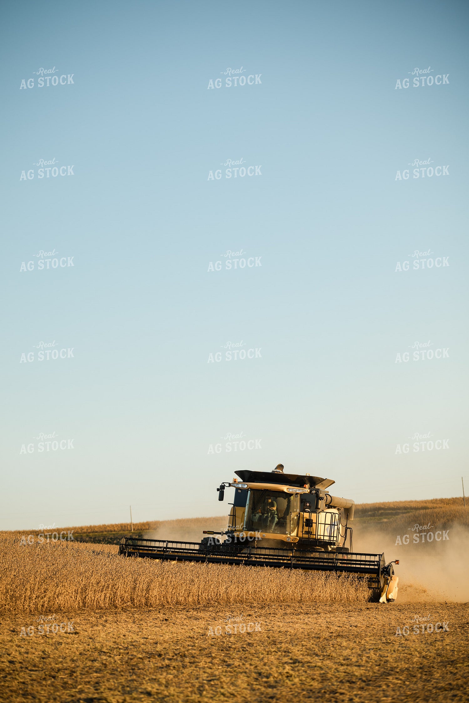Soybean Harvest 215131