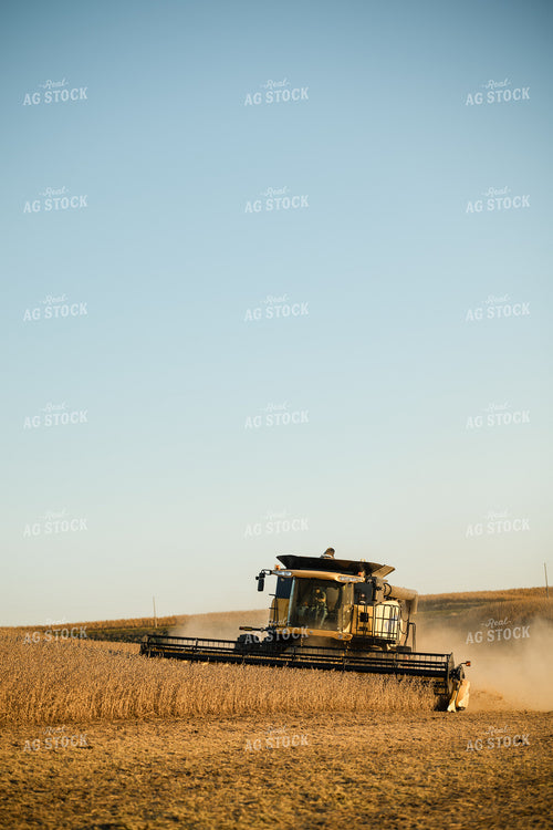 Soybean Harvest 215131
