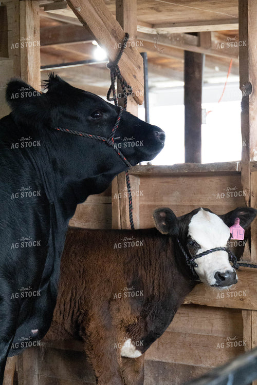 Cow-Calf in Barn 97029