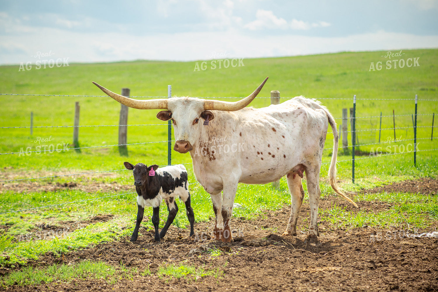 Longhorn Cow Calf Pair 155495