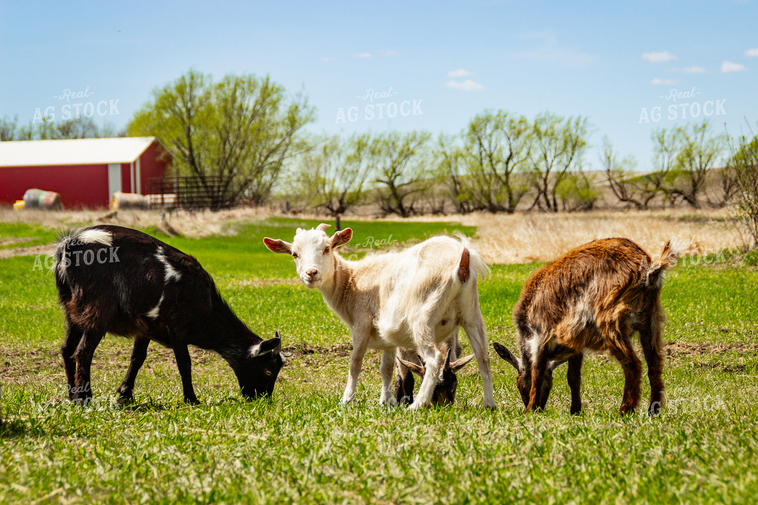 Nigerian Dwarf Goat 155183