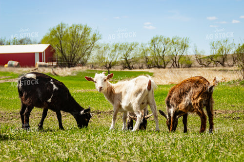 Nigerian Dwarf Goat 155183