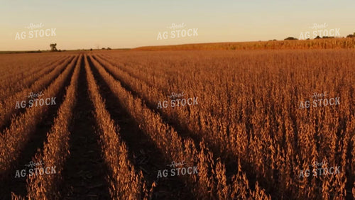 Soybean Video - Dry Soybean Field 2497