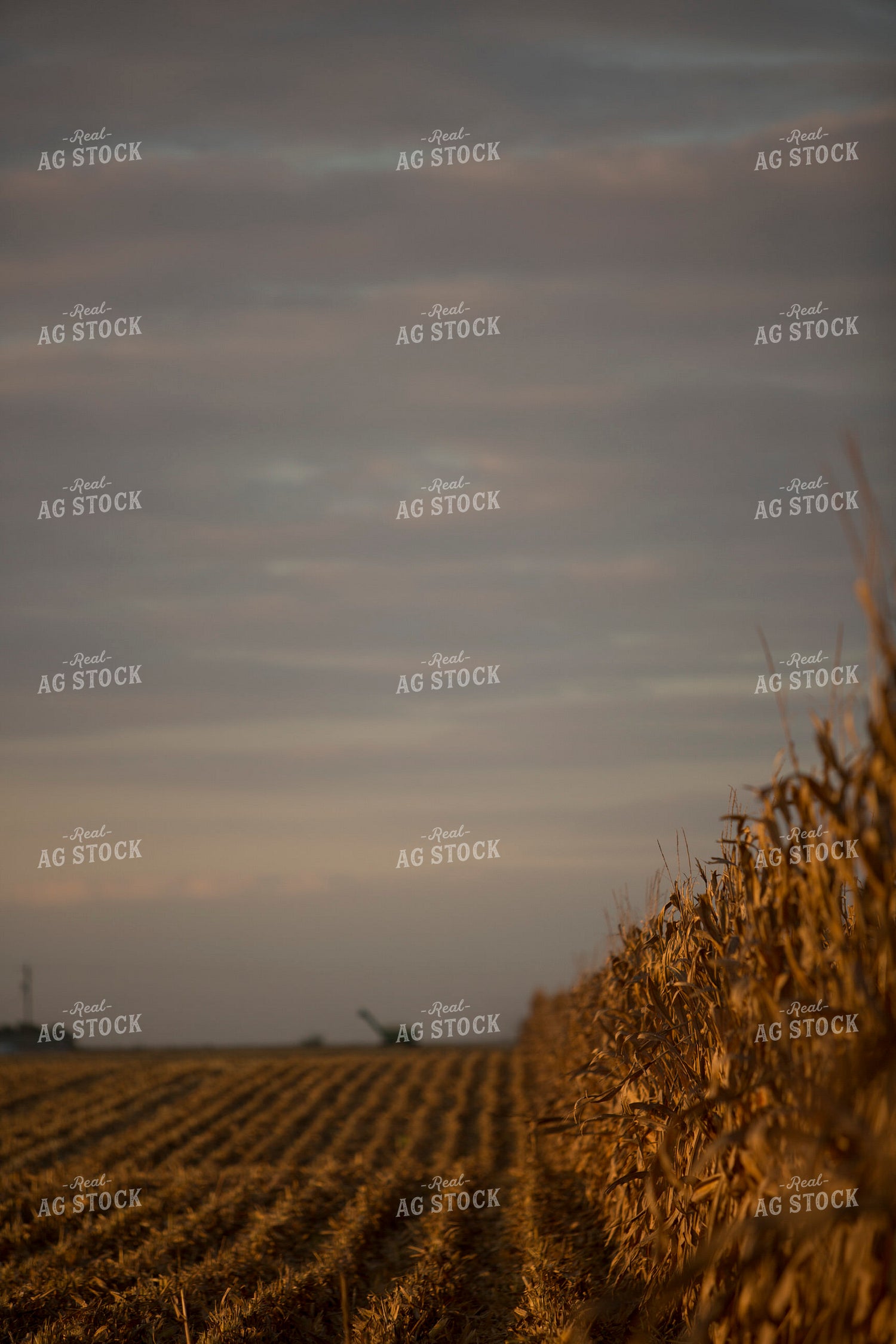 Corn - Dry 1320