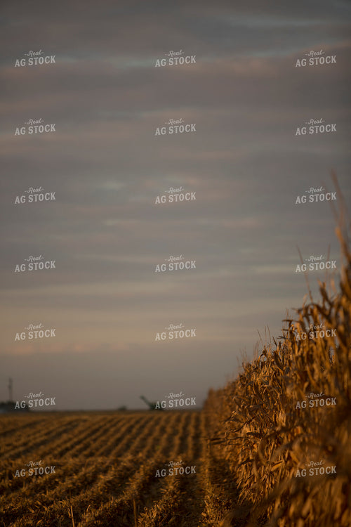 Corn - Dry 1320