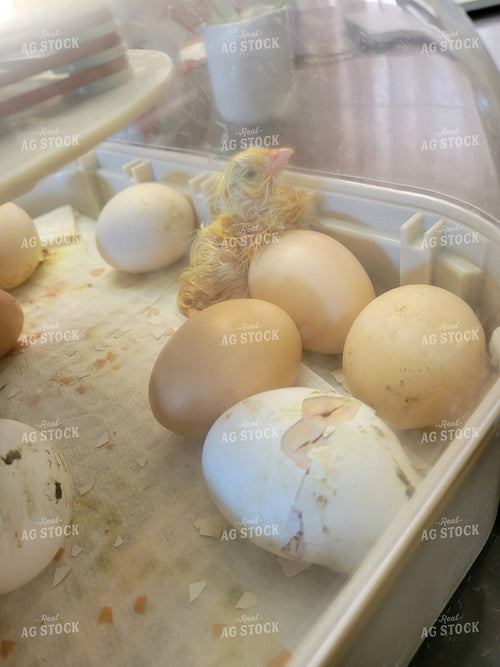 Chicks Hatching in Incubators 122028
