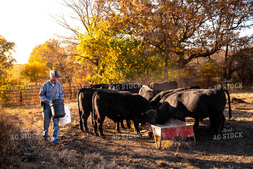 Farmer Feeding Cattle 115486