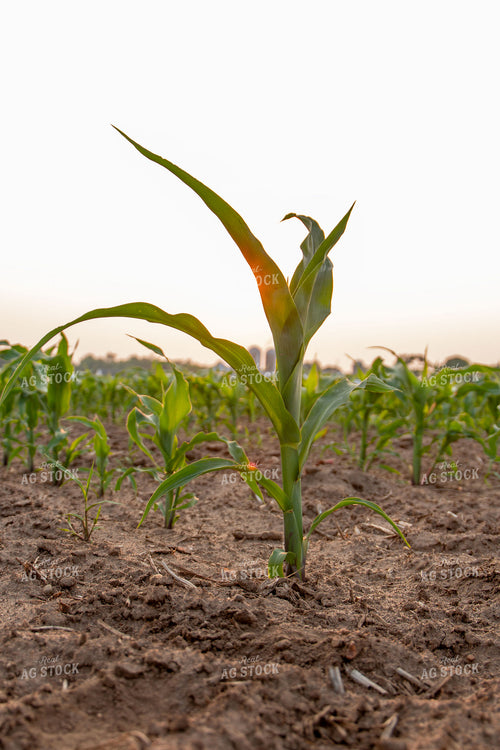 Early Growth Corn 157086