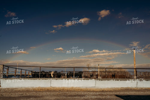 Rainbow Over Cattle Lots 196290