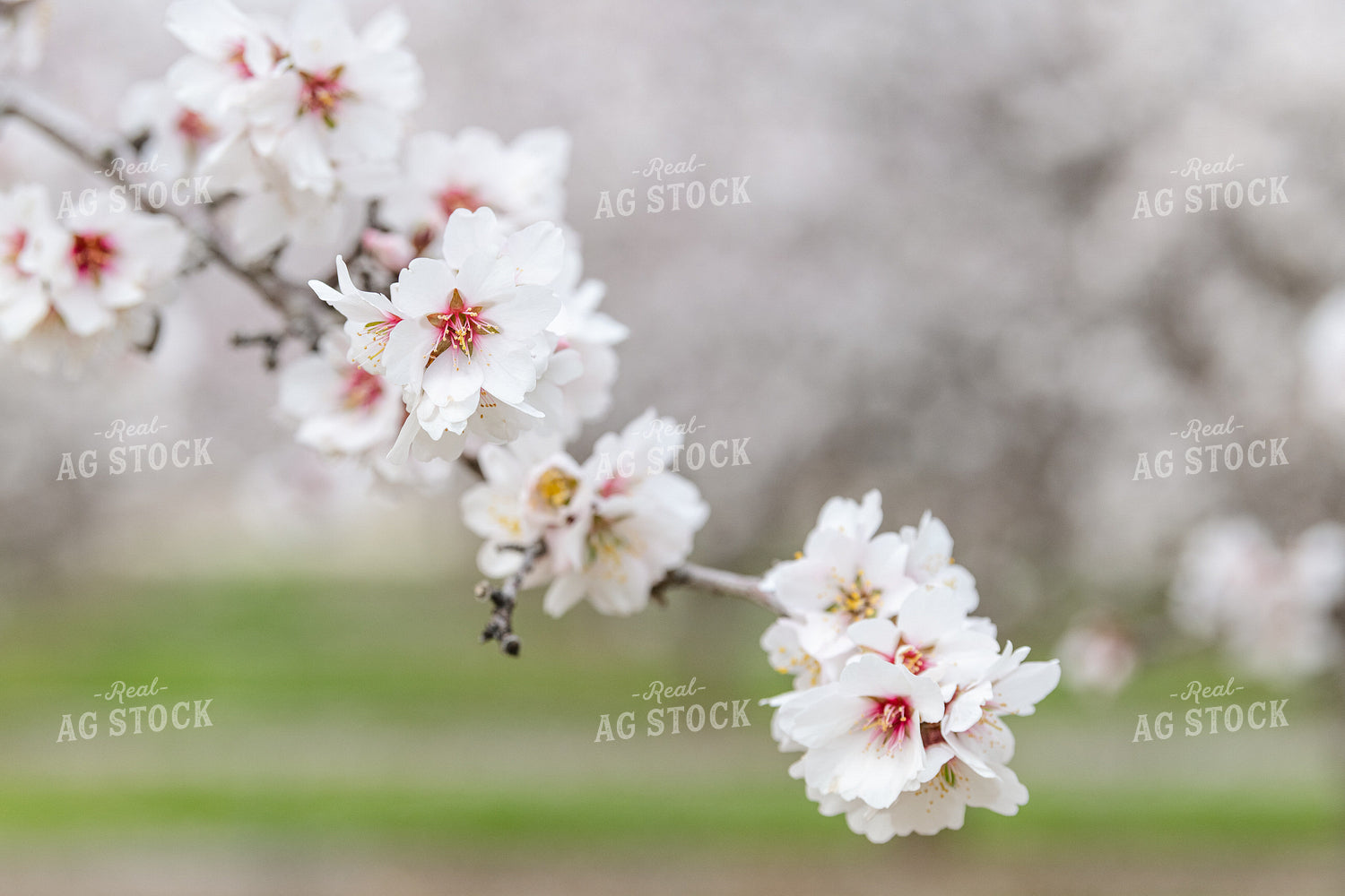 Almond Blossoms on Tree Branch 107087