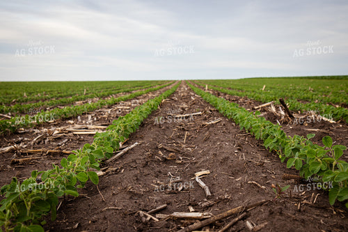 Early Growth Soybeans 67794