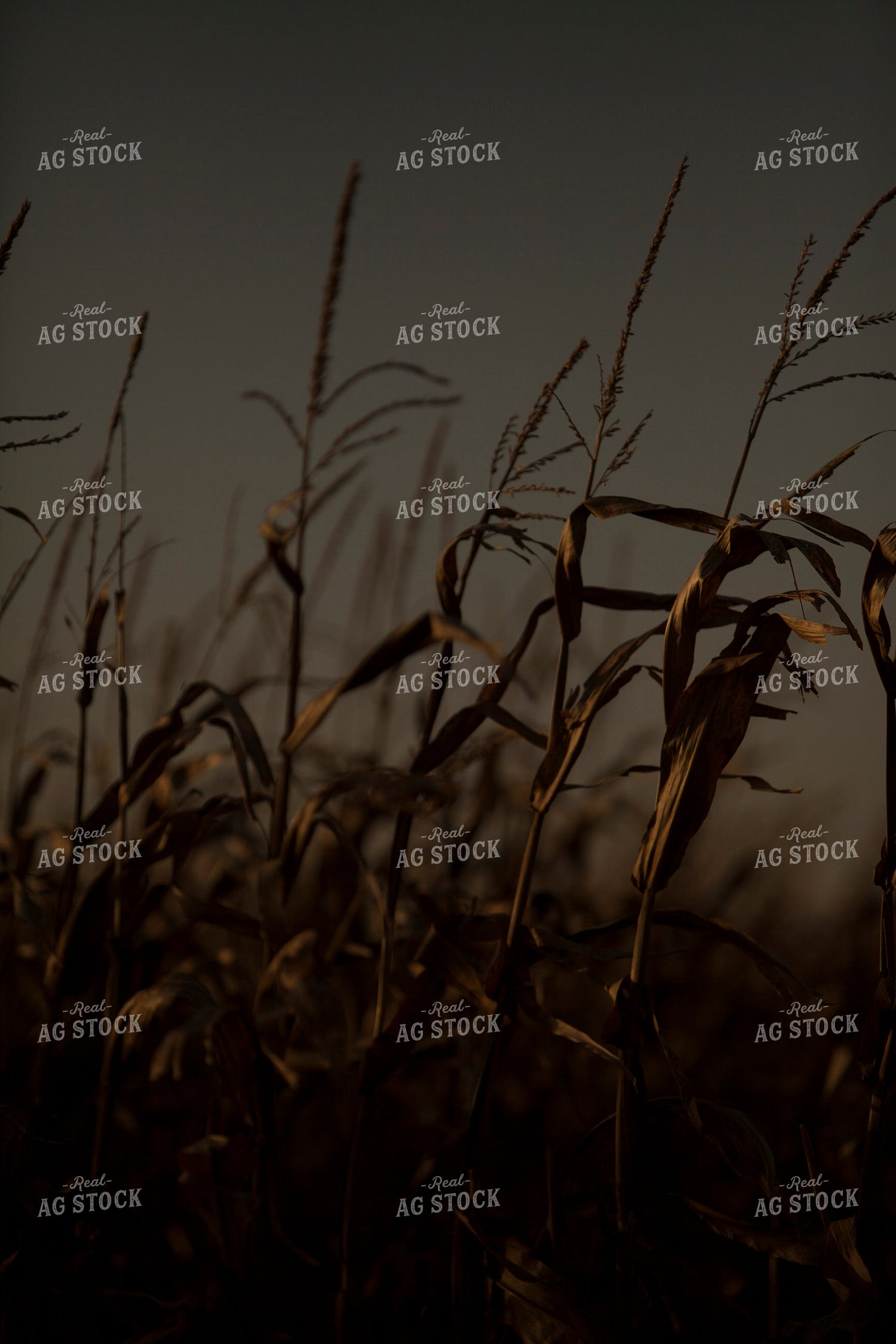 Corn - Dry 1334