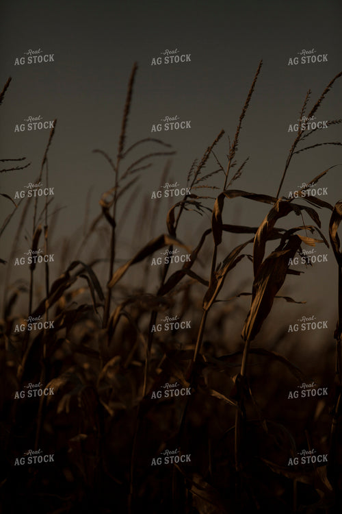 Corn - Dry 1334