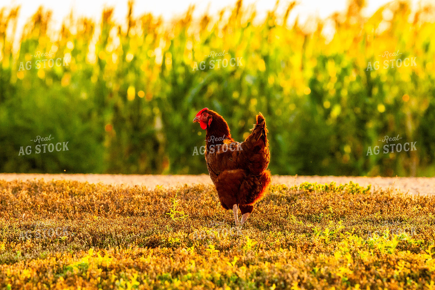 Chicken 299084