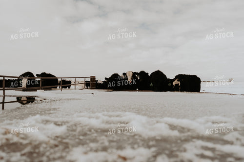 Cattle in Snowy Pasture 61213