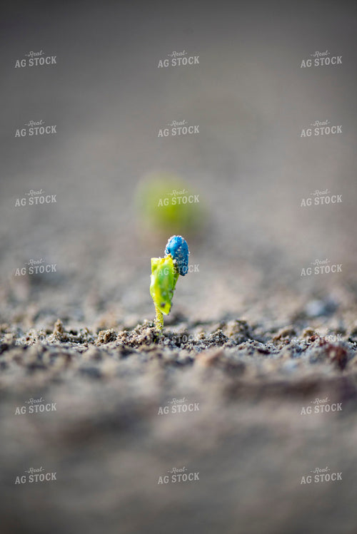 Cotton Seedling Emerges from Ground with Seed Coat Remaining 136037