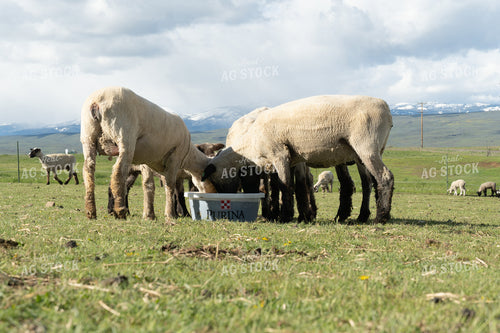 Sheep on Pasture with Mineral Tub 65652