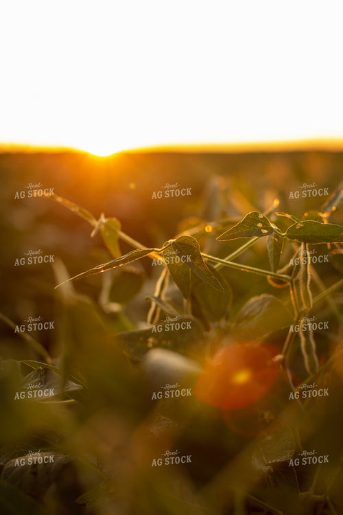 Soybeans - Mid-Season 4892
