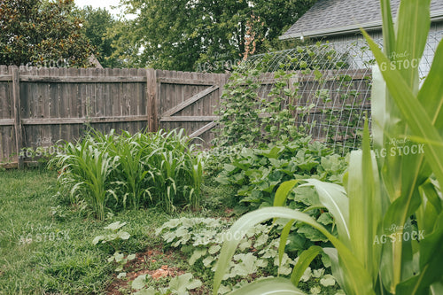 Backyard Gardening 162049