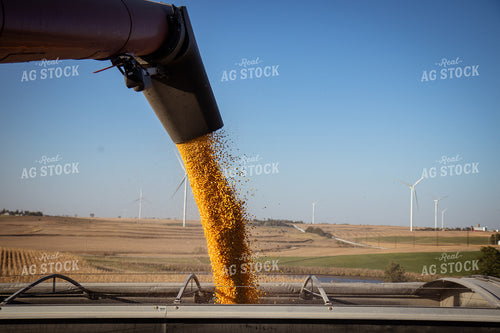Unloading Corn into Semi 67972