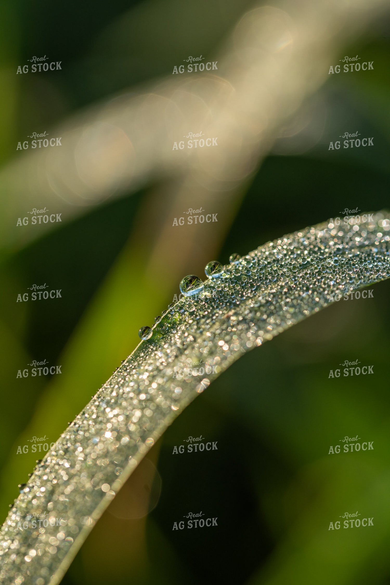 Corn Leaf Close Up With Dew 76236